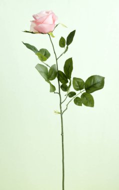 çiçek gül çiçek ışık arka plan üzerinde Kapat 