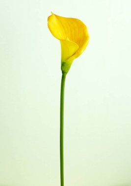 çiçek açan calla çiçek ışık arka plan üzerinde Kapat 