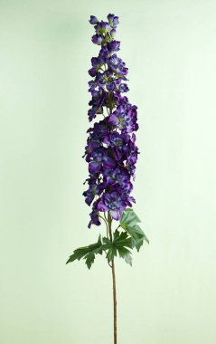 çiçek açan sümbül, yakın açık renkli çiçek 