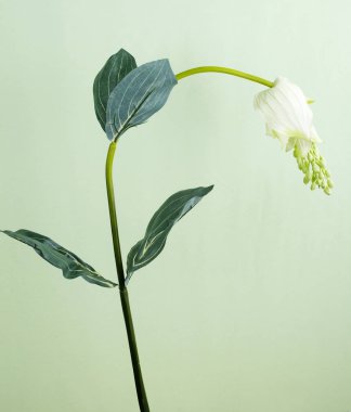 Açık yeşil renkli çiçek açan çiçek closeup 