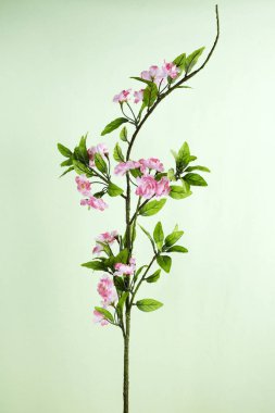 açık renkli çiçek açan çiçek, yakın çekim 