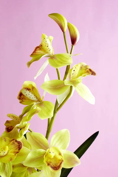 Closeup Flores Coloridas Verão Fundo Parede Roxa — Fotografia de Stock