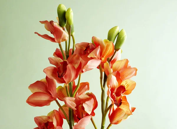 Fechar Flores Coloridas Verão Fundo Parede Verde — Fotografia de Stock