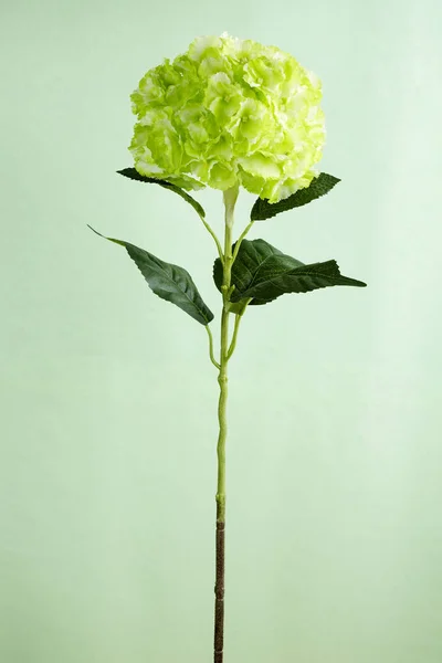 Närbild Blommande Blomma Ljus Bakgrund — Stockfoto