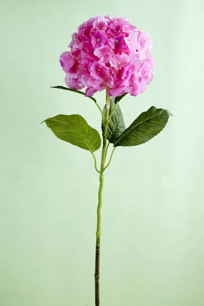 Primo Piano Fiore Ortensia Fioritura Sfondo Chiaro — Foto Stock