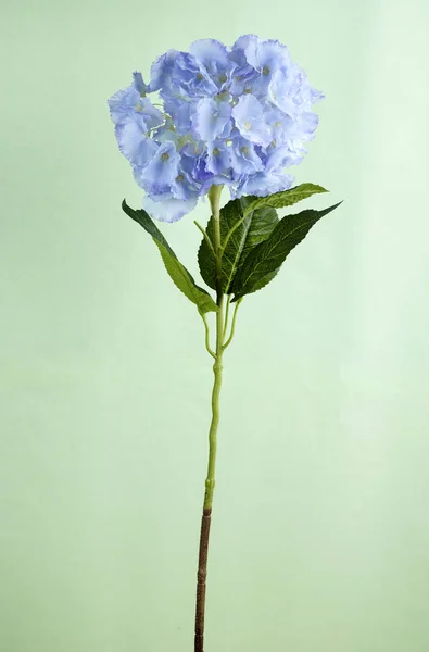 Çiçek Açan Ortanca Çiçek Işık Arka Plan Üzerinde Kapat — Stok fotoğraf