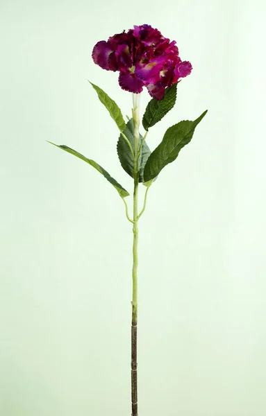 Närbild Blommande Blomma Ljusgrön Bakgrund — Stockfoto