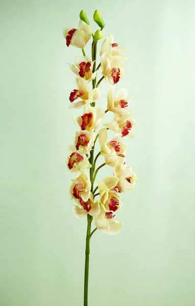 Zblízka Kvetoucí Orchidej Květina Světlé Pozadí — Stock fotografie