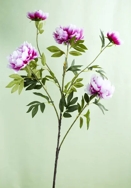 Primo Piano Fiore Fiorito Sfondo Verde Chiaro — Foto Stock