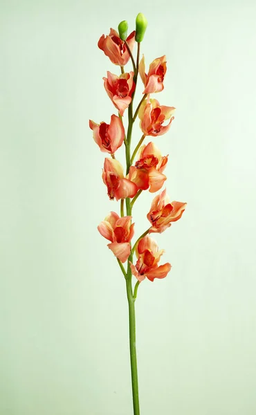 Açık Renkli Çiçek Açan Çiçek Yakın Çekim — Stok fotoğraf