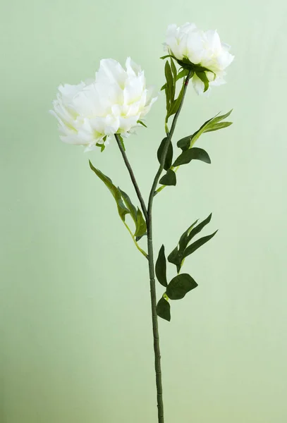 Primo Piano Fiore Fiorito Sfondo Chiaro — Foto Stock