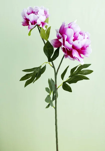 Closeup Blooming Flower Light Green Background — Stock Photo, Image