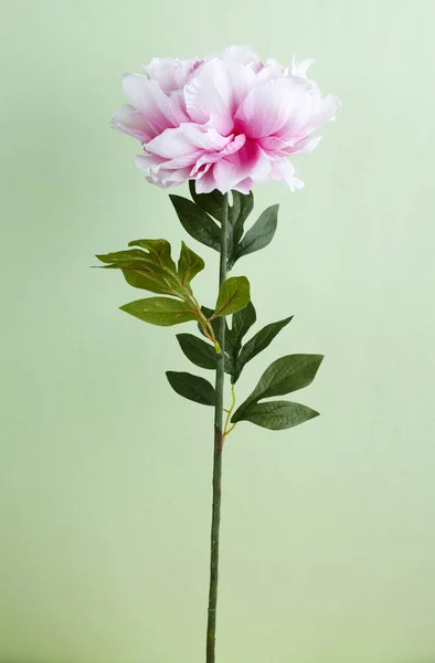 Close Blooming Flower Light Background — Stock Photo, Image