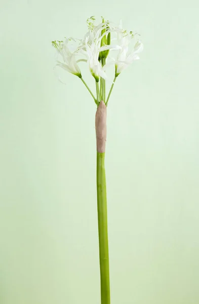 Kwitnący Kwiat Jasnym Tle Bliska — Zdjęcie stockowe