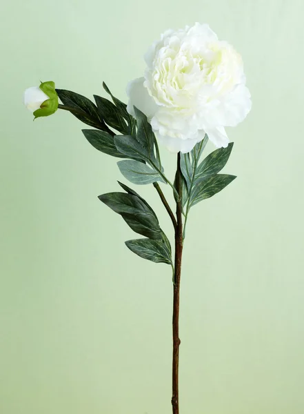 Açık Renkli Çiçek Açan Çiçek Yakın Çekim — Stok fotoğraf