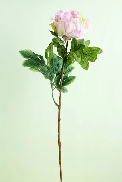 Açık Yeşil Renkli Çiçek Açan Çiçek Closeup — Stok fotoğraf