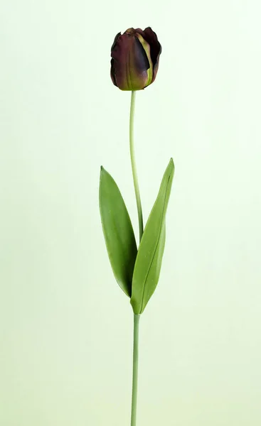 Çiçek Açan Lale Çiçek Işık Arka Plan Üzerinde Kapat — Stok fotoğraf