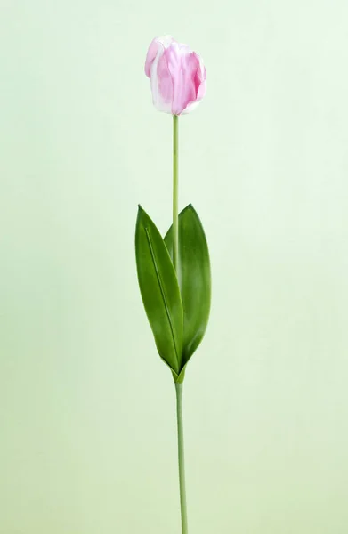 Närbild Blommande Tulpan Blomma Ljus Bakgrund — Stockfoto