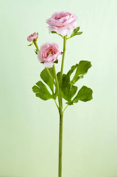 Primo Piano Fiore Fiorito Sfondo Chiaro — Foto Stock