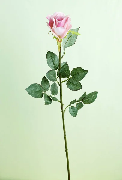 Açık Yeşil Renkli Çiçek Gül Çiçek Closeup — Stok fotoğraf