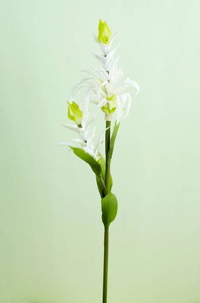 Kwitnący Kwiat Jasnym Tle Bliska — Zdjęcie stockowe