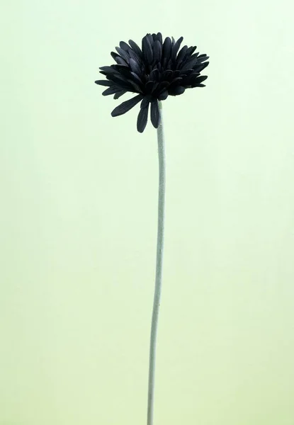 Çiçek Açan Krizantem Çiçek Işık Arka Plan Üzerinde Kapat — Stok fotoğraf