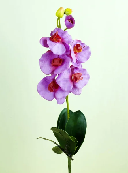 Zblízka Kvetoucí Orchidej Květina Světlé Pozadí — Stock fotografie