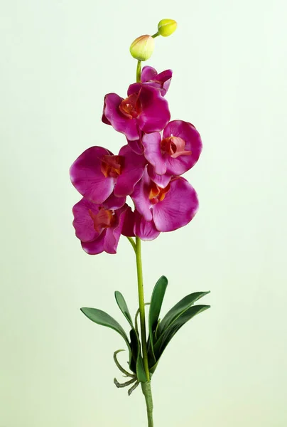 Zblízka Kvetoucí Orchidej Květina Světlé Pozadí — Stock fotografie