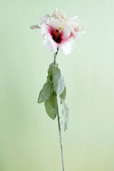 Açık Yeşil Renkli Çiçek Açan Çiçek Closeup — Stok fotoğraf