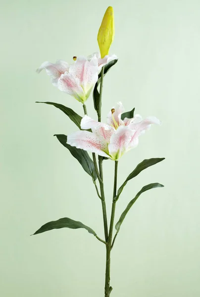 Close Blooming Lily Flower Light Background — Stock Photo, Image