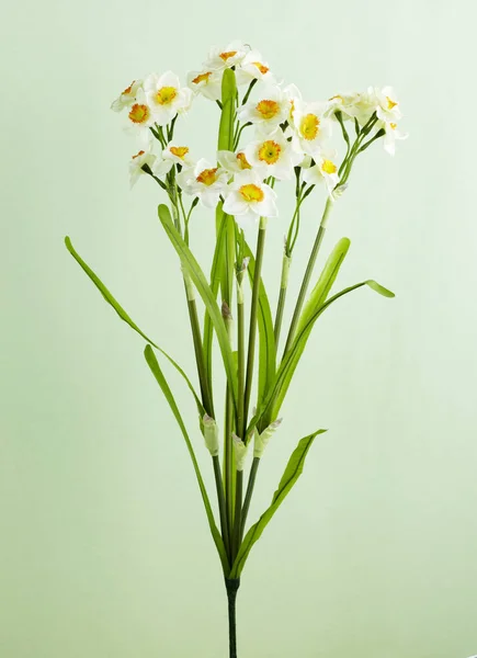 Kwitnący Kwiat Narcyza Jasnym Tle Bliska — Zdjęcie stockowe
