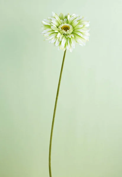 Açık Yeşil Renkli Çiçek Açan Çiçek Closeup — Stok fotoğraf