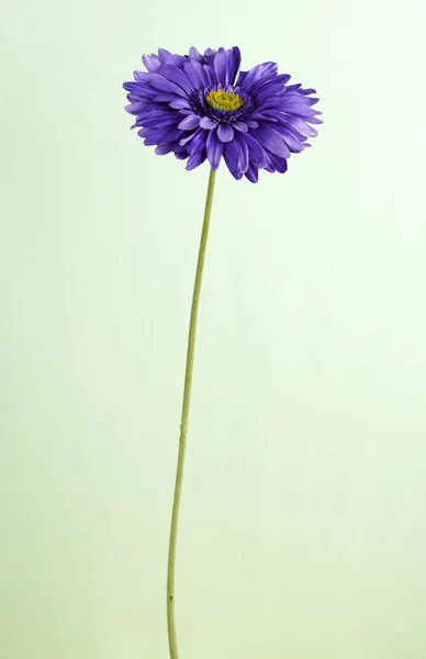 Çiçek Açan Krizantem Çiçek Işık Arka Plan Üzerinde Kapat — Stok fotoğraf