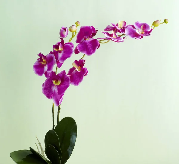 Zblízka Kvetoucí Orchidej Květina Světlé Pozadí — Stock fotografie