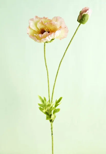 Primo Piano Fiore Fiorito Sfondo Verde Chiaro — Foto Stock
