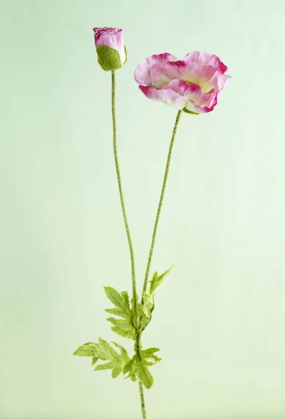 Primo Piano Fiore Papavero Fiore Sfondo Chiaro — Foto Stock