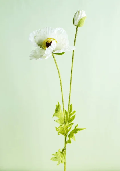 Närbild Blommande Vallmo Blomma Ljus Bakgrund — Stockfoto