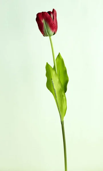 Çiçek Açan Lale Çiçek Işık Arka Plan Üzerinde Kapat — Stok fotoğraf