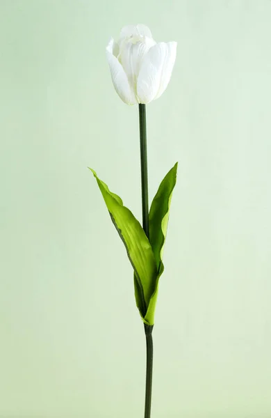 Närbild Blommande Tulpan Blomma Ljusgrön Bakgrund — Stockfoto