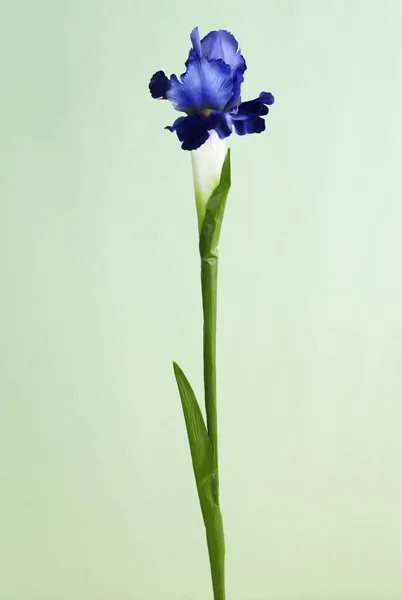 Closeup Blooming Flower Light Green Background — Stock Photo, Image