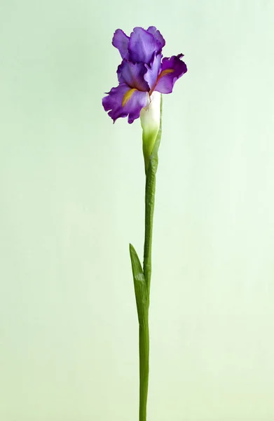 Close Blooming Flower Light Background — Stock Photo, Image