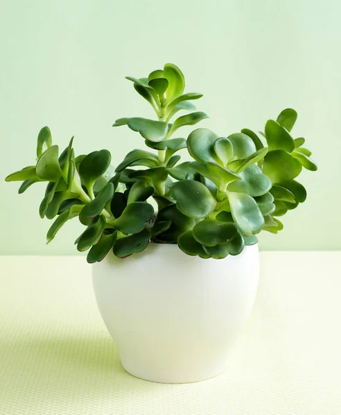 Closeup of green plant growing in pot, green wall background