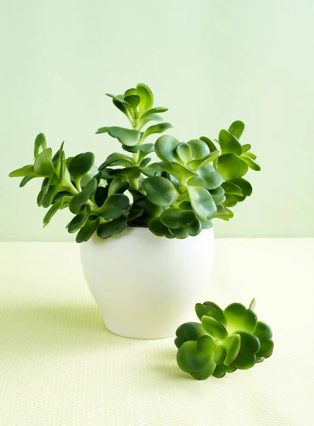 Closeup of green plant growing in pot, green wall background