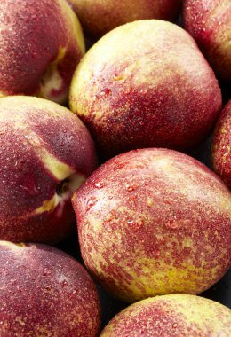 Çeşitli hindistancevizi palmiye dalı yeşil yaprakları ile yerleştirilen closeup