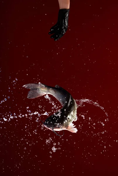 Kırmızı Arka Planda Çiçekleri Ile Uçan Canlı Balıklar — Stok fotoğraf