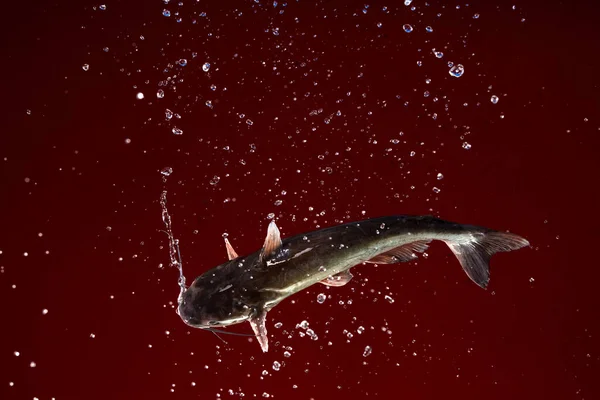 Levande Fisk Flyger Med Vatten Blommor Den Röda Bakgrunden — Stockfoto