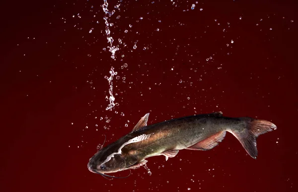 Levande Fisk Flyger Med Vatten Blommor Den Röda Bakgrunden — Stockfoto
