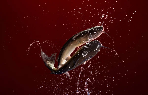 Levande Fisk Flyger Med Vatten Blommor Den Röda Bakgrunden — Stockfoto