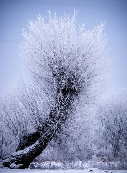 Oszroniona Wierzba Czasie Zimy — Stockfoto