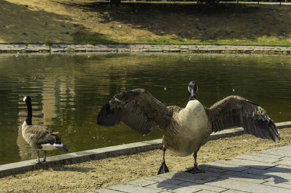 Gölde, Dusseldorf, Almanya Nordliche Dussel yaymak kanatlı ördek.